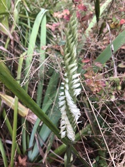 Spiranthes odorata