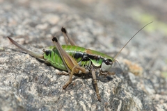 Anonconotus occidentalis