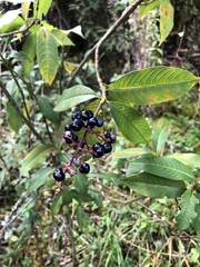 Palicourea angustifolia