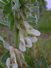 Vicia pannonica
