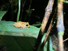 Pristimantis incomptus