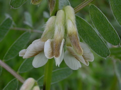 Vicia pannonica