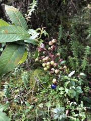Palicourea angustifolia