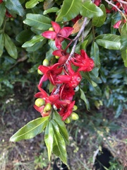 Ochna serrulata