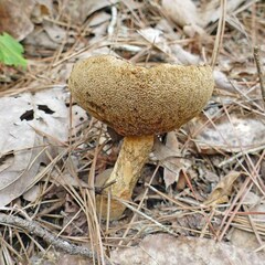 Boletus gertrudiae
