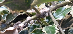 Ceroplastes