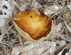Boletus gertrudiae