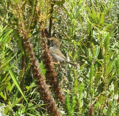 Cisticola fulvicapilla
