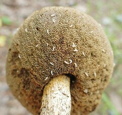 Boletus gertrudiae