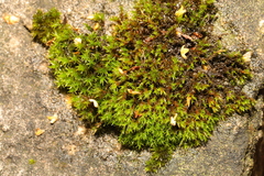 Didymodon