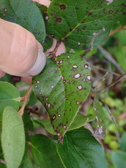 Mycosphaerella chimaphilae