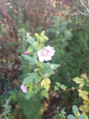 Anisodontea scabrosa