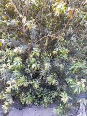 Brabejum stellatifolium