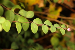 Symphoricarpos × chenaultii