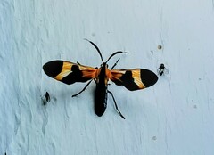Dycladia