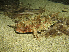 Dactylopterus volitans