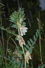 Vicia pannonica
