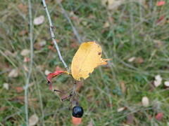 Aronia mitschurinii