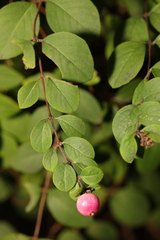 Symphoricarpos × chenaultii
