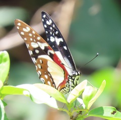 Graphium angolanus