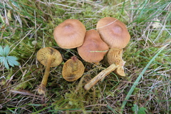 Cortinarius croceus