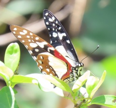Graphium angolanus