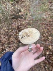 Amanita junquillea