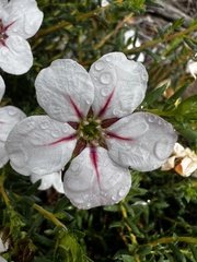 Adenandra uniflora