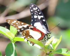 Graphium angolanus