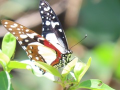 Graphium angolanus