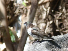 Spermestes cucullata