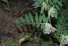Vicia pannonica