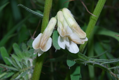 Vicia pannonica
