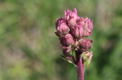 Campuloclinium macrocephalum