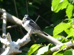 Spermestes cucullata