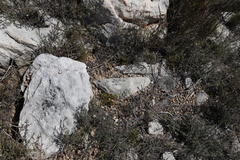 Pronolagus saundersiae