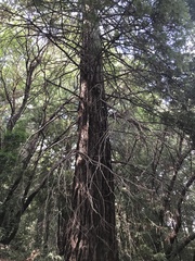 Sequoia sempervirens
