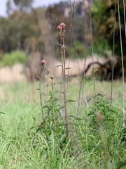 Campuloclinium macrocephalum