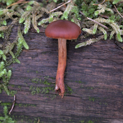 Cortinarius cinnamomeus