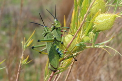Phymateus viridipes