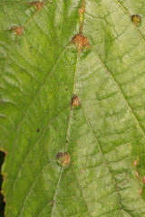 Eriophyes tiliae