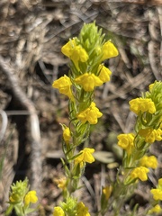 Orobanchaceae