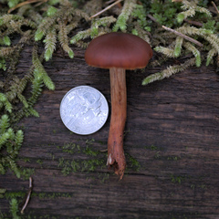 Cortinarius cinnamomeus