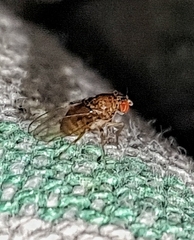 Drosophila repleta