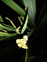 Trimezia steyermarkii