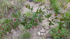 Cephalanthus natalensis