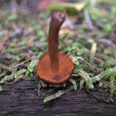 Cortinarius cinnamomeus