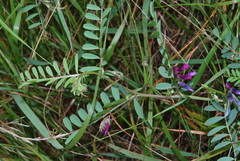Vicia villosa pseudocracca