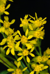 Solidago uliginosa