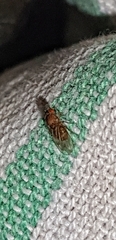 Drosophila repleta